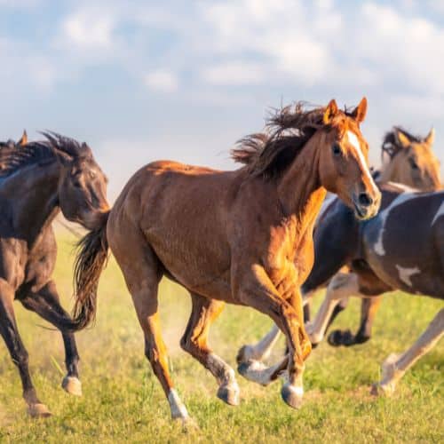 Horses running
